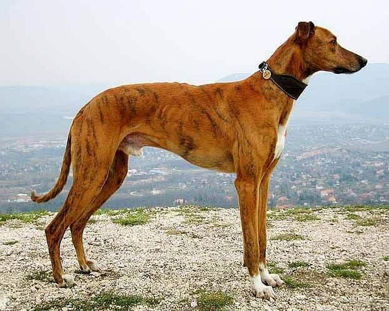 Chó săn Vanjari đến từ Ấn Độ