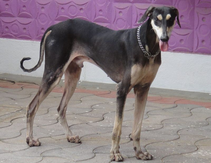 Anjing Kanni India
