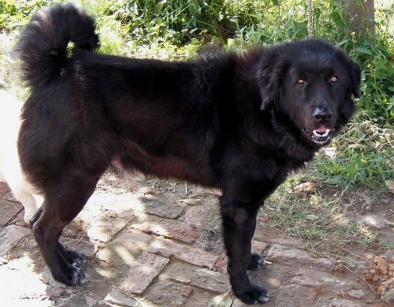 Anjing Bakharwal berasal dari India.