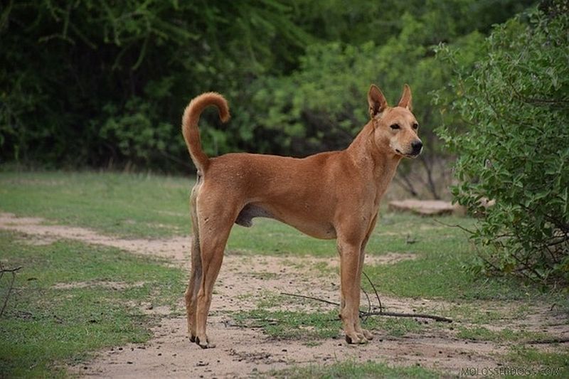 Chú chó Pandikona đến từ Ấn Độ