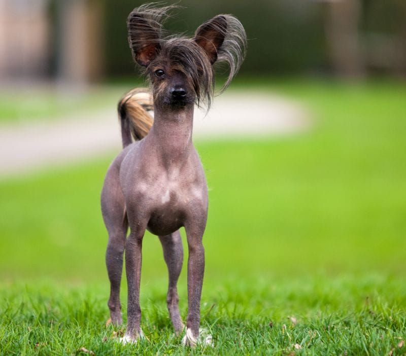 Chinese Crested Dog niet