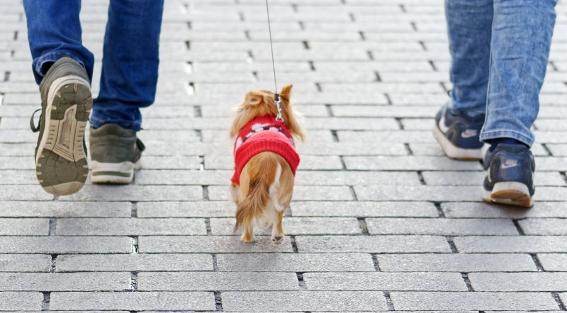 Kleine Hunde sind toll für Städte