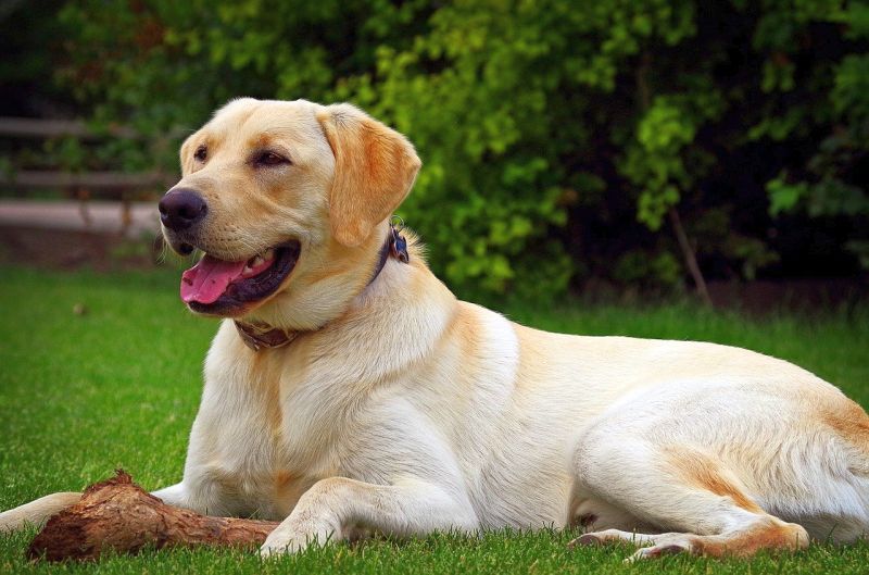 Chó săn Labrador có thể trở thành vật nuôi tốt trong thành phố