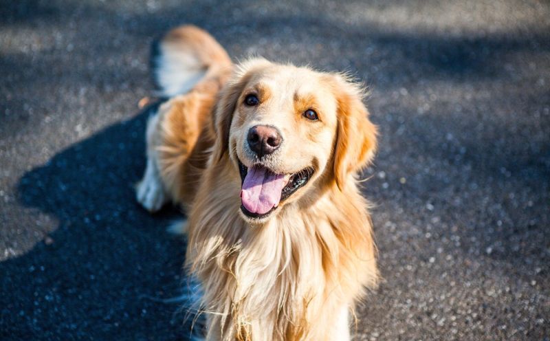 златните ретривъри могат да бъдат страхотни градски кучета