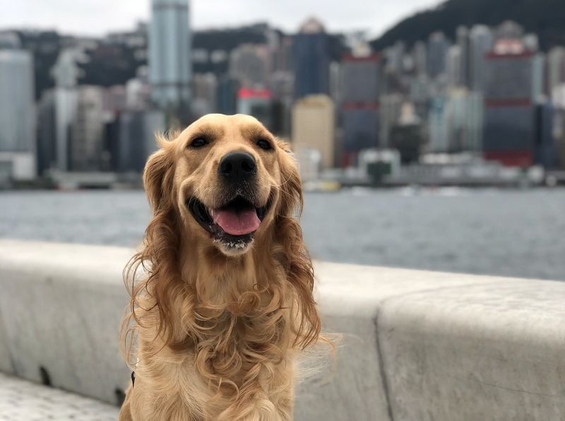 Một số con chó thích sống ở thành phố