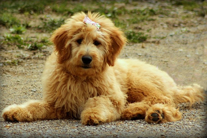 Goldendoodle-Hund