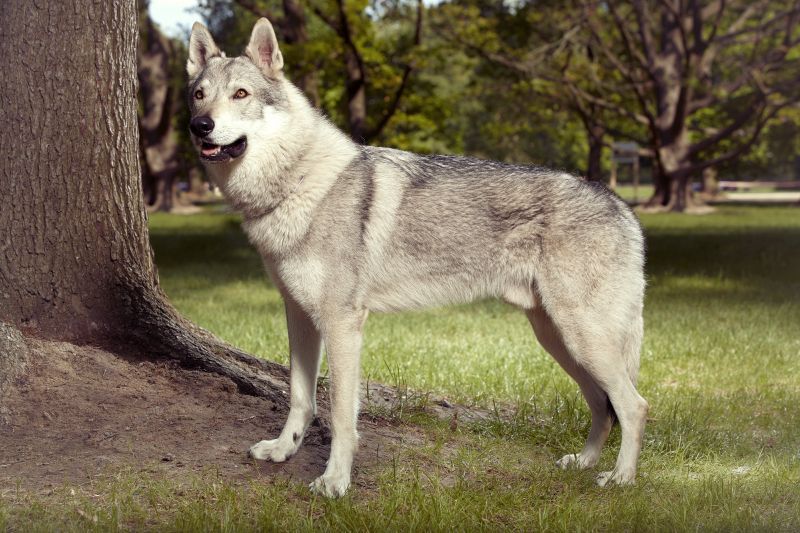 hybride de loup et de chien