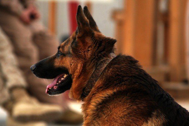 bestes hundefutter für deutsche schäferhunde