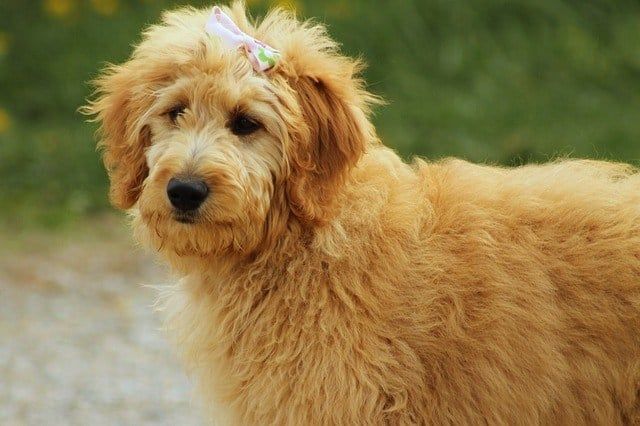 goldendoodle-nalle