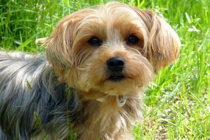 Yorkshire-Terrier-Teddy-Hund