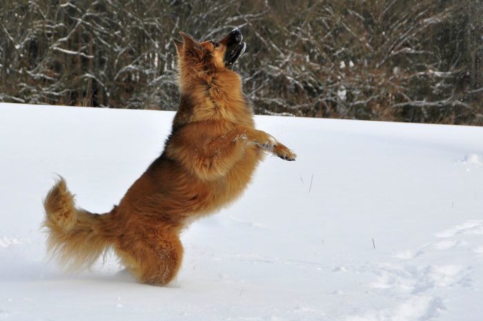 Koirat lumessa