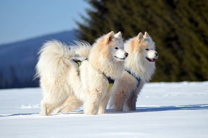 Hideg időjárási kutyák
