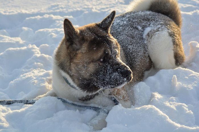 Hunde mögen den Schnee