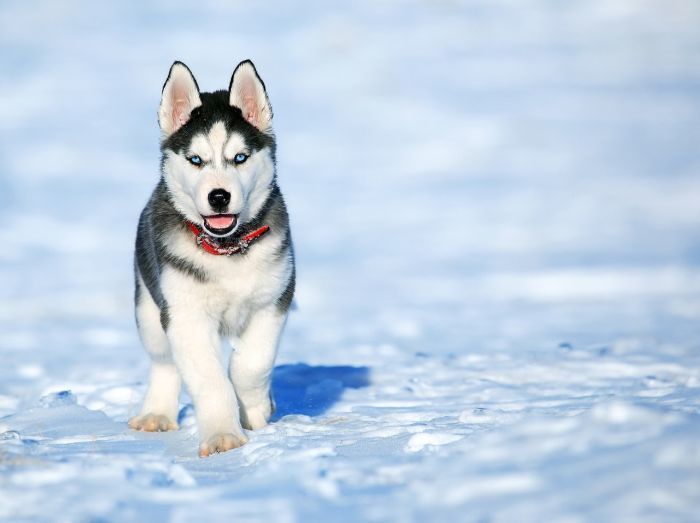 Geriausios šunų veislės šaltam orui: šunys šaltam klimatui!