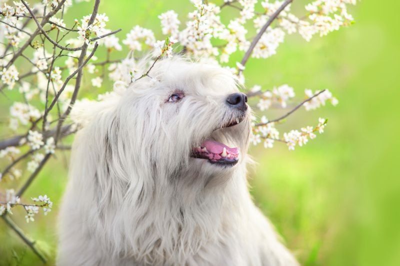 Ukrainische Schäferhunde sind weiß