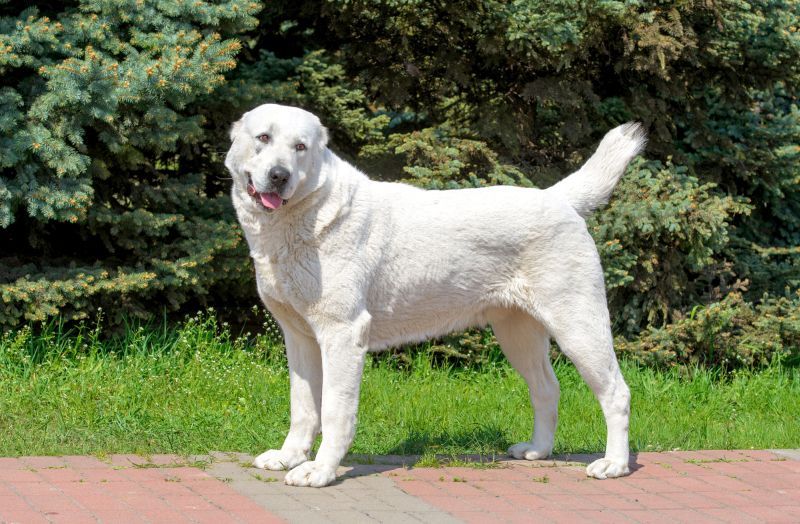 Nogle akbash hunde er hvide
