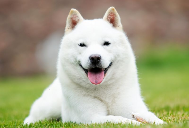 일본 홋카이도 개는 흰색입니다