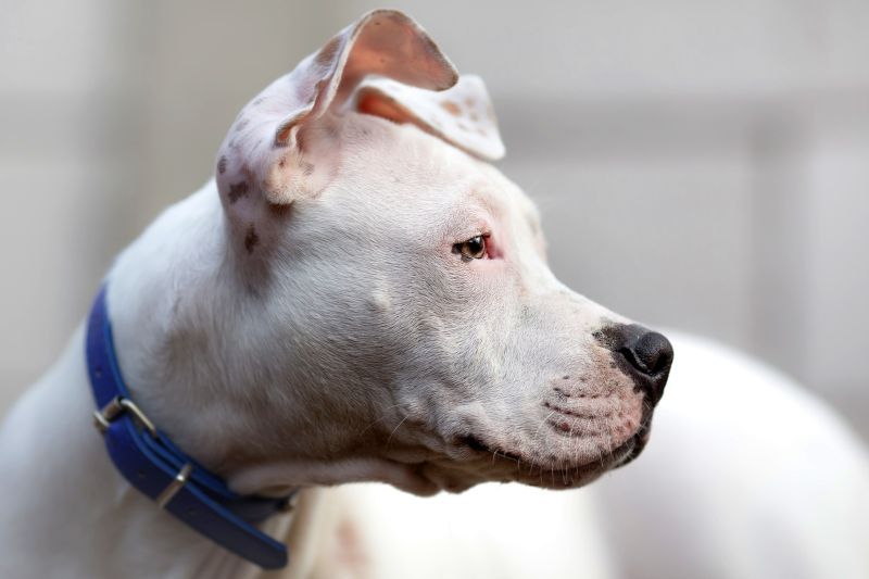 Weißer American Staffordshire Terrier