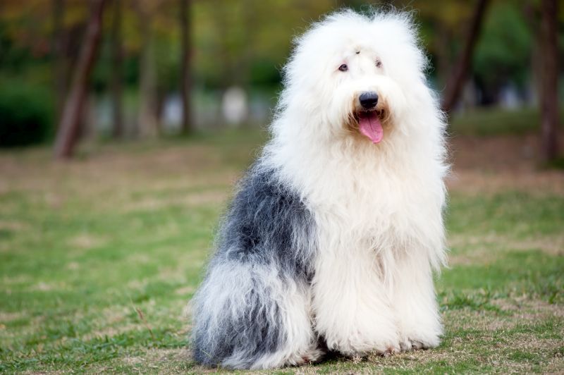 Old English Sheepdogs haben weißes Fell