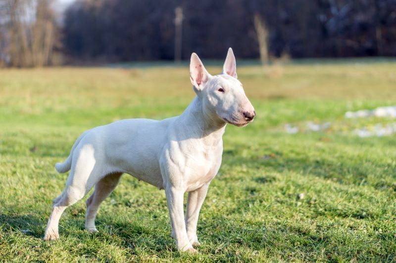certains bull terriers sont blancs