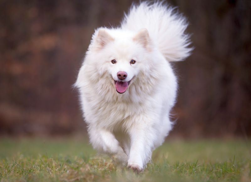 Weißer Finnischer Lapphund