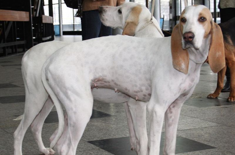 Porzellanhunde sind weiß