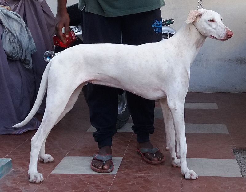 Rajapalayam 개는 흰색입니다