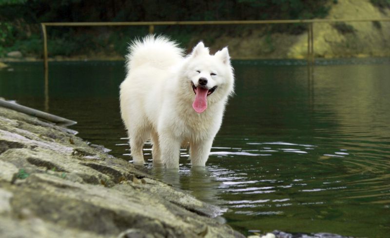 samoyed كلب أبيض كبير