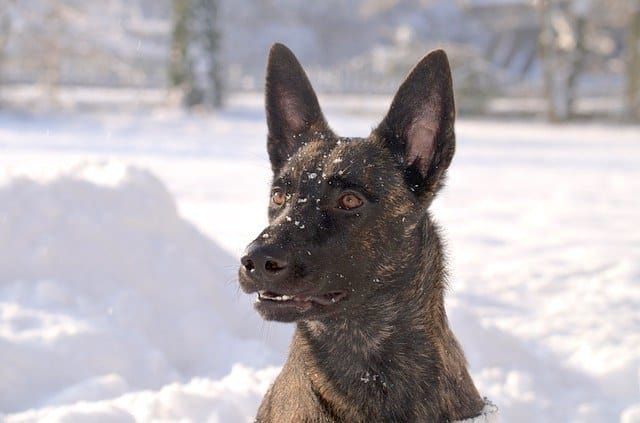 Niederländischer Schäferhund Polizeihund