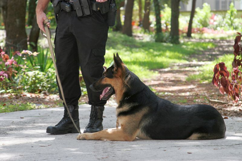 Уменията на полицейските кучета