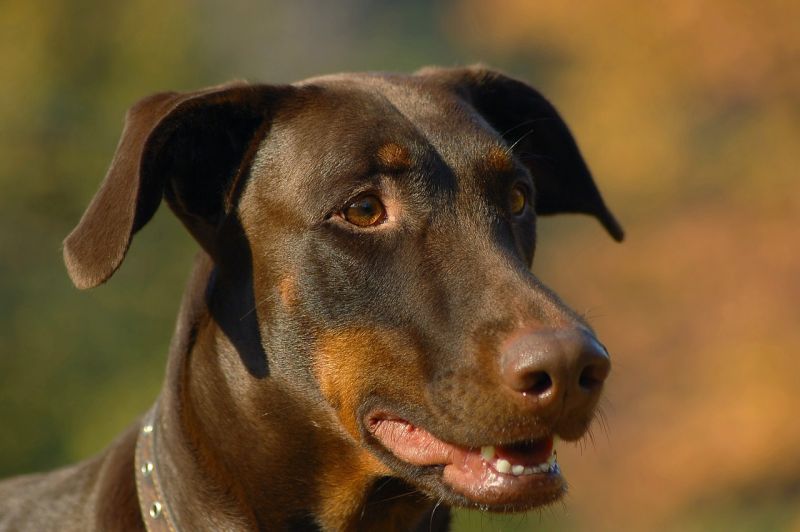 Dobermann-Pinscher sind gute Polizeihunde