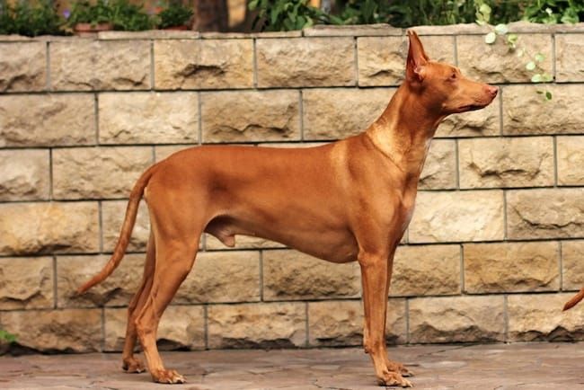 Pharao-Hund