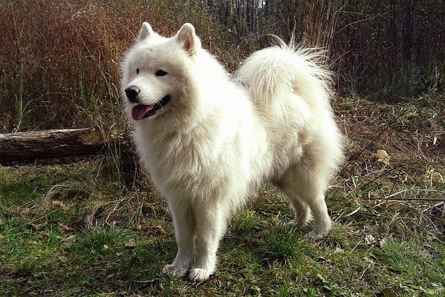 Les plus belles races de chiens du monde : la liste définitive