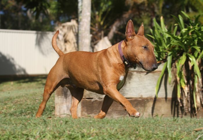 Bull Terrier para sa Mga Autistic na Bata