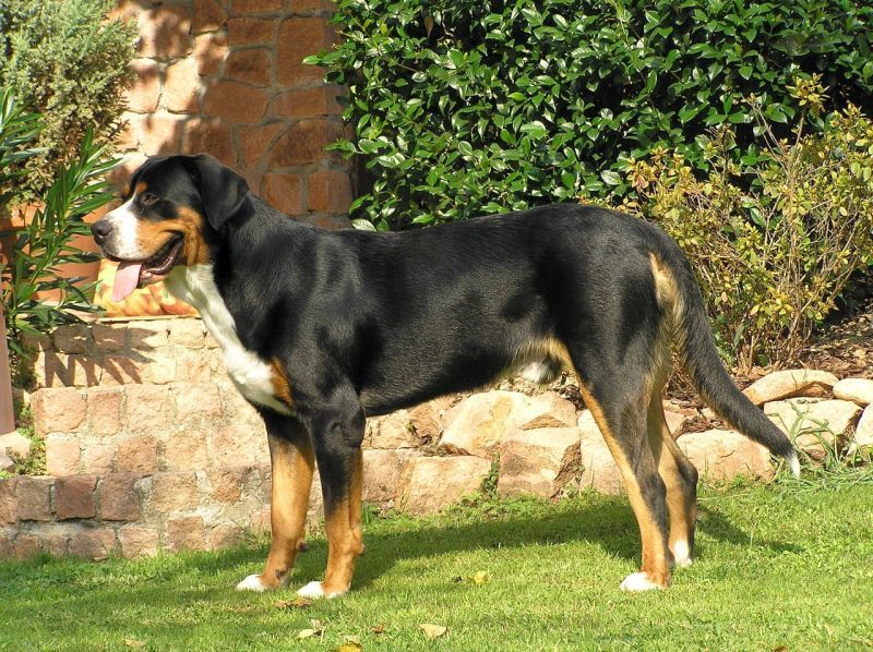tricolored Greater Swiss Mountain Dog