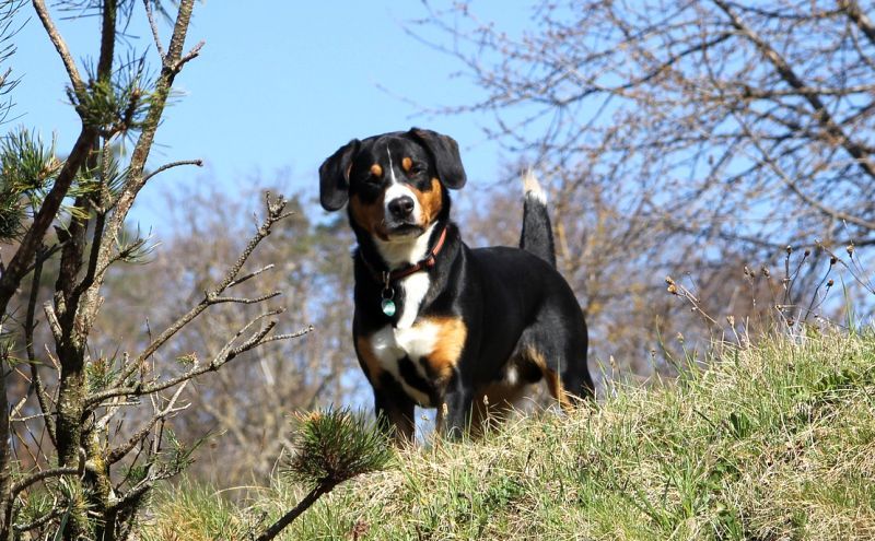 трицветно планинско куче Entlebucher