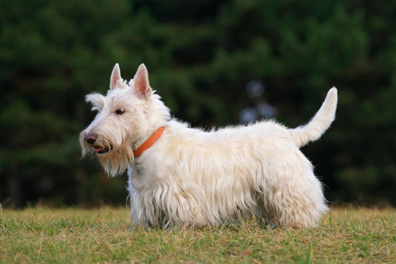 Scottish Terrier sind ideal für Senioren