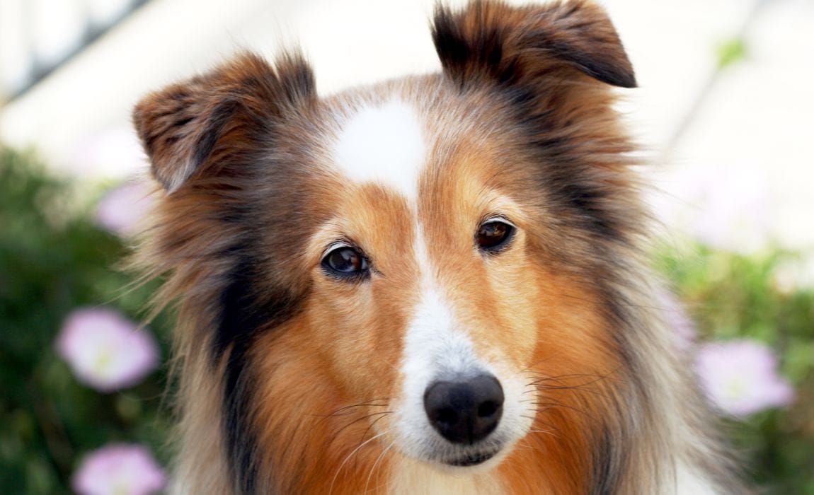 15 зашеметяващи породи кучета от собол!