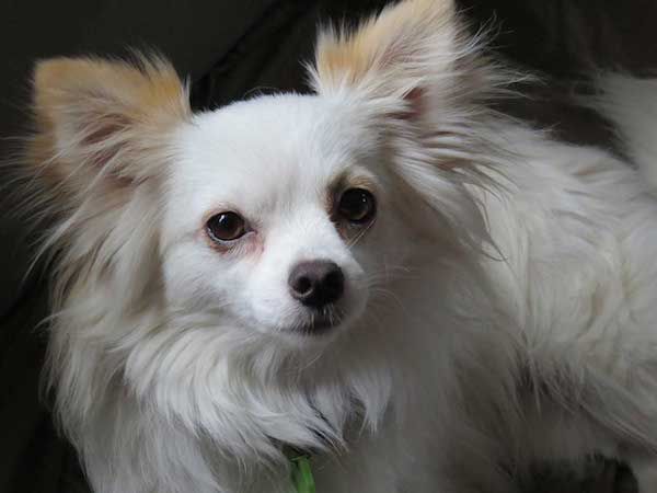 Rodzaje Chihuahua: od krótkowłosych do Apple Headed!