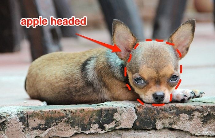 Głowa jabłka kontra Chihuahua z głową jelenia: jaka jest różnica?