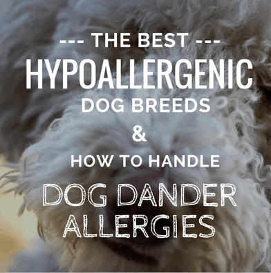5 melhores cães para alergias + 6 dicas sobre gerenciamento de alergias