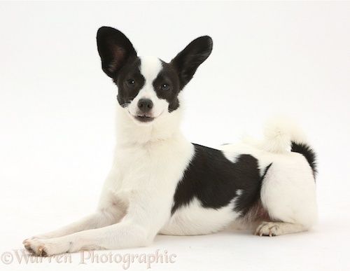 كلب Papillon x Jack Russell Terrier ، 20 شهرًا