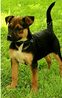 Jack Russell-Deutscher Schäferhund