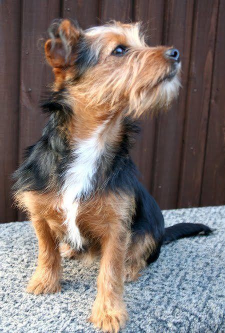 yorkshire-terrier-jack-russell