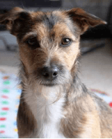 Mix teriéra Jack Russell: perfektné šteňatá pre váš domov!