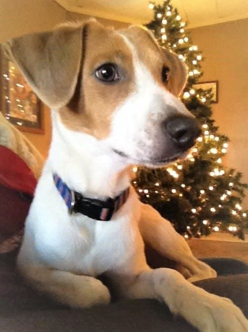pomeranian a beagle