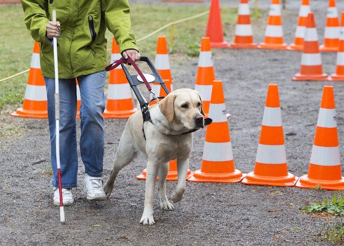 cão de serviço para cegos
