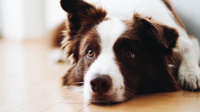 سلالات الكلاب العلاج مع التركيز
