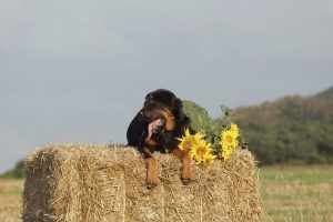 کیا کتے سورج مکھی کے بیج کھا سکتے ہیں؟