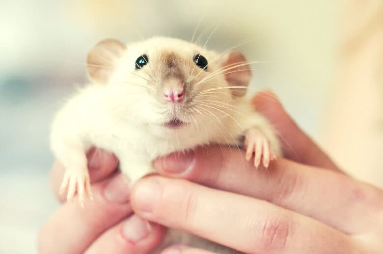 Ako sa starať o potkany – dokonalý sprievodca